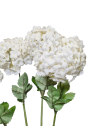 KALINA VIBURNUM 4 KWIATY 84CM OLD CREAM