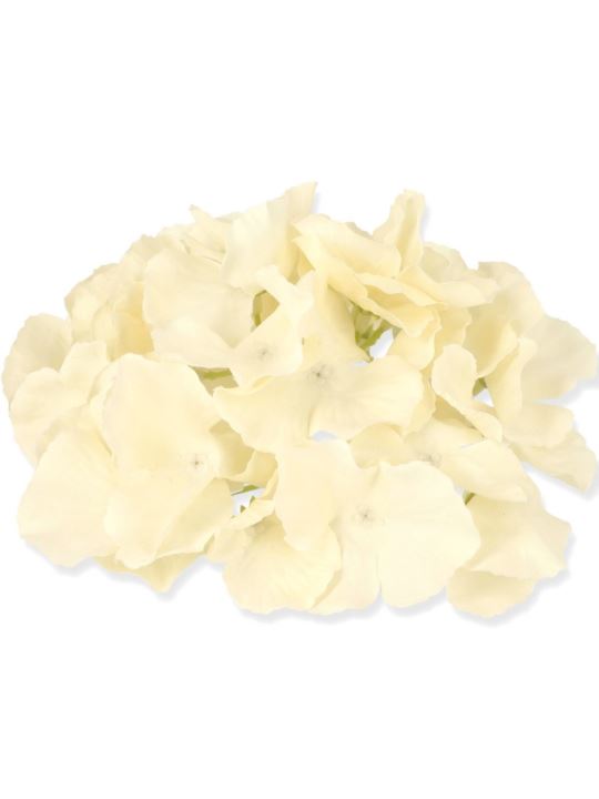 HORTENSJA GŁÓWKA 17CM / LE18 COCONUT