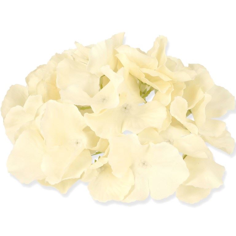 HORTENSJA GŁÓWKA 17CM / LE18 COCONUT