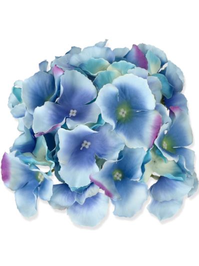 HORTENSJA GŁÓWKA 17CM / LE18 BLUE COMB