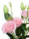 EUSTOMA GAŁĄZKA NEW 75CM AJ03038 PINK