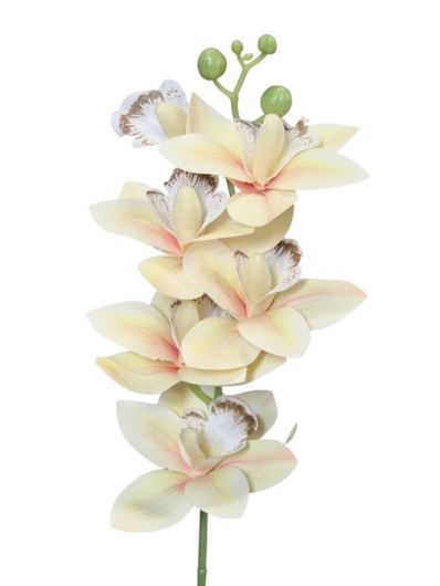 STORCZYK CYMBIDIUM PICK 44CM FJ065 RT 2 VANILA