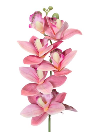 STORCZYK CYMBIDIUM PICK 44CM FJ065 RT 7 BEAUTY PI