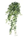 BLUSZCZ HEDERA BL089 70CM GREEN