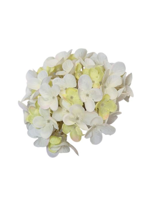 HORTENSJA DROBNA – GŁOWA 14CM MY110 3 CREAM GREEN