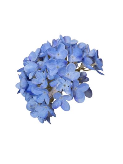 HORTENSJA DROBNA – GŁOWA 14CM MY110 4 BLUE