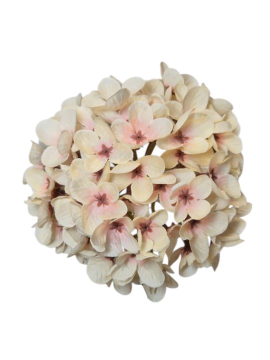 HORTENSJA DROBNA – GŁOWA 14CM MY110 PEACH