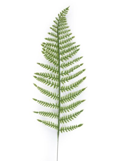 PAPROĆ LIŚĆ POJEDYNCZY 75CM TIK194 GREEN