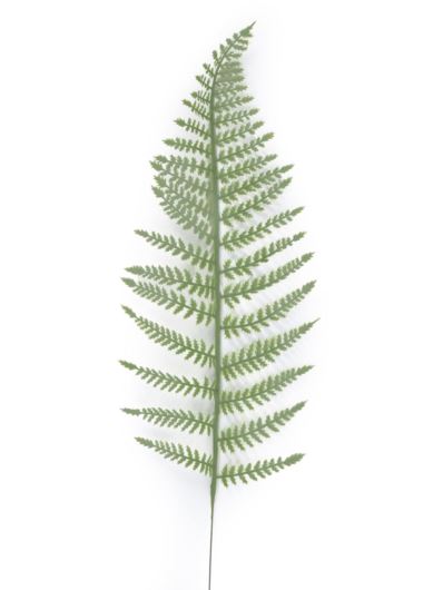 PAPROĆ LIŚĆ POJEDYNCZY 75CM TIK194 POWDER GREEN