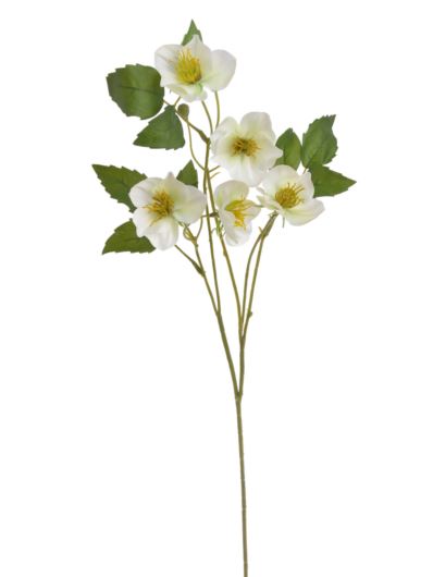 CIEMIERNIK 5 KWIATOW GAŁĄZKA 59CM WHITE GREEN