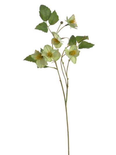 CIEMIERNIK 5 KWIATOW GAŁĄZKA 59CM GREEN