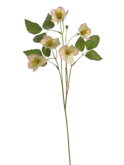 CIEMIERNIK 5 KWIATOW GAŁĄZKA 59CM GREEN PINK