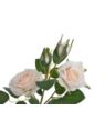 RÓŻA GAŁĄZKA 2+1 49CM APRICOT CREAM