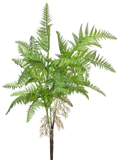 PAPROTKA GAŁĄZKA Z KORZENIAMI 54CM GREEN