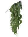 BLUSZCZ ALOKAZJA 95CM ART IVY10 DR GREEN