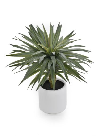 JUKA W BIAŁEJ DONICY 70CM DRA001 GREEN