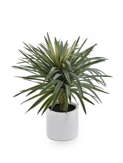 JUKA W BIAŁEJ DONICY 85CM DRA002 GREEN