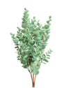 EUKALIPTUS W BUKIECIE 45CM LT POWDER GREEN