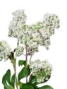 BEZ DODATEK GAŁĄZKA 74CM VIP2308 WHITE