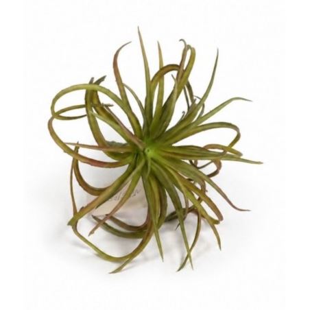 TILLANDSIA OPLĄTWA 20CM  DK GREEN BURGUNDY