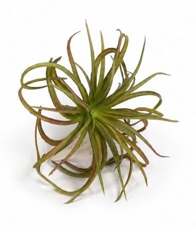 TILLANDSIA OPLĄTWA 20CM  DK GREEN BURGUNDY