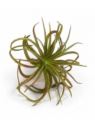 TILLANDSIA OPLĄTWA 20CM  DK GREEN BURGUNDY