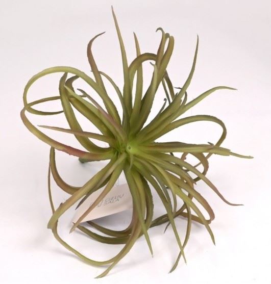 TILLANDSIA OPLĄTWA 20CM  DK GREEN BURGUNDY
