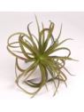 TILLANDSIA OPLĄTWA 20CM  DK GREEN BURGUNDY