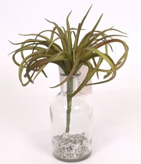 TILLANDSIA OPLĄTWA 20CM  DK GREEN BURGUNDY