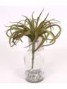 TILLANDSIA OPLĄTWA 20CM  DK GREEN BURGUNDY
