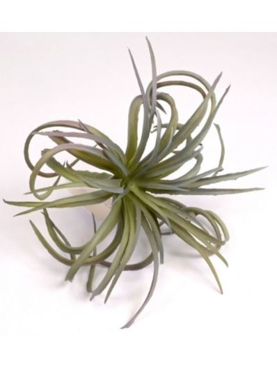 TILLANDSIA OPLĄTWA 20CM  DK GREEN VIOLET