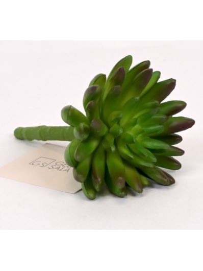 SEDUM RUBROTINCTUM GUMA 14CM DK GREEN