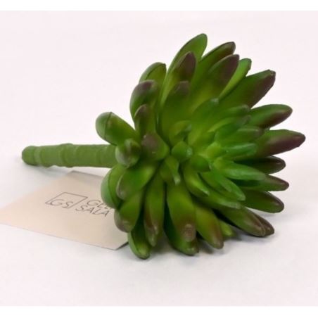 SEDUM RUBROTINCTUM GUMA 14CM DK GREEN