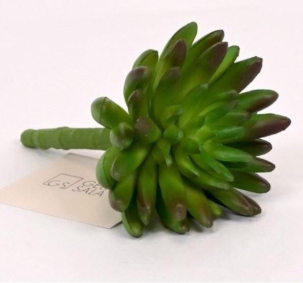 SEDUM RUBROTINCTUM GUMA 14CM DK GREEN