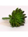 SEDUM RUBROTINCTUM GUMA 14CM DK GREEN