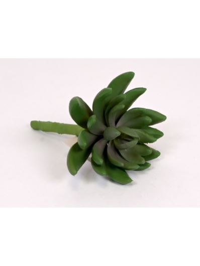 ECHEVERIA HOOKERI GUMOWA 13CM DK GREEN