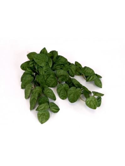 PEPEROMIA CAPERATA LILIAN GUMOWY ZWIS 35CM GR
