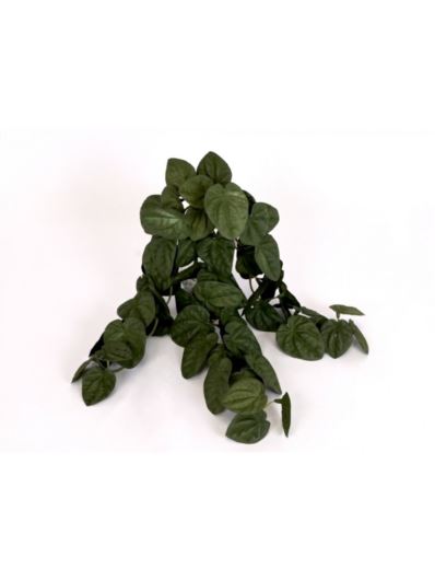 PEPEROMIA CAPERATA LILIAN GUMOWY ZWIS 35CM DK GR