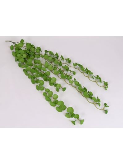 DISCHIDIA PLATYPHYLLA GUMOWY MIEKKI ZWIS 85CM GRN