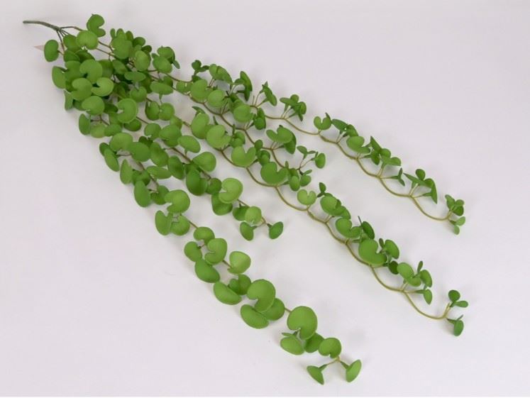 DISCHIDIA PLATYPHYLLA GUMOWY MIEKKI ZWIS 85CM GRN