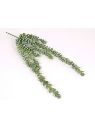 SEDUM BURRITO GUMOWY ZWIS 40CM POWDER GREEN