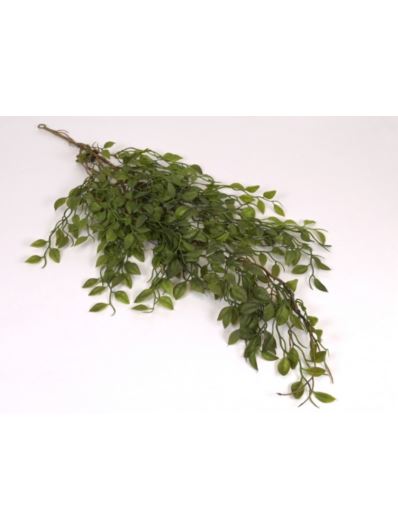 RUSKUS ZWIS OCZKO 80CM GREEN