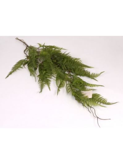 PAPROĆ ZWIS OCZKO 80CM GREEN