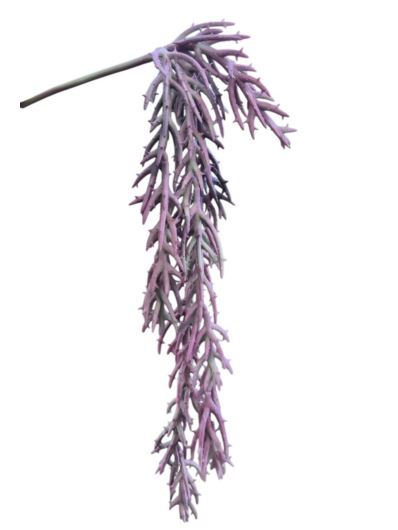 SUKULENT ZWISAJĄCE KORZENIE 58CM  20200 VIOLET GR