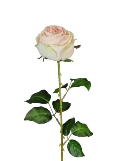 RÓŻA PEONIOWA POJ. 9CM KAR564  PEACH LT.GREEN