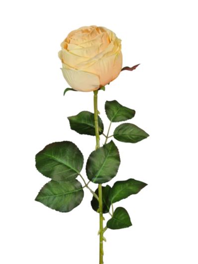 RÓŻA PEONIOWA POJ. 9CM KAR564  LT. YELLOW