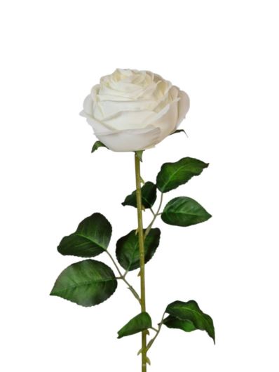 RÓŻA PEONIOWA POJ. 9CM KAR564 NEW CREAM