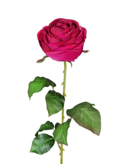 RÓŻA PEONIOWA POJ. 9CM KAR564 BEAUTY