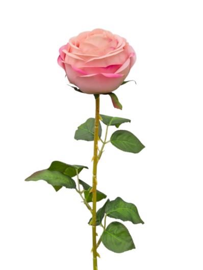 RÓŻA PEONIOWA POJ. 9CM KAR564 POWDER PINK EDGE BEA
