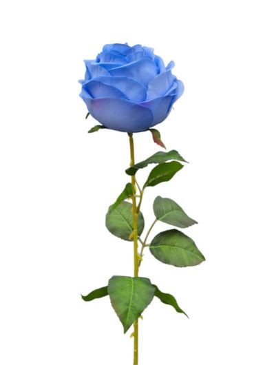 RÓŻA PEONIOWA POJ. 9CM KAR564 POWDER BLUE